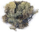 Rayher Misc Craft Supplies Artificial Grass 30g in Beige Color