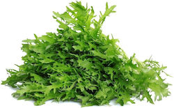 Greek Endive (1kg) Greek Endive (1kg)