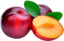 Domestic Vanilla Bean Plums Quality A (1 Piece / 200gr)