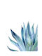 Walls Αφίσα Aloe Vera 15x20cm
