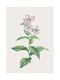 Walls Αφίσα Gillyflower 15x20cm