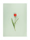 Walls Poster Red Tulip 15x20cm