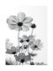 Walls Poster Black and White Flower WALLS 102579 02 09 015 020 15x20cm