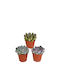 Echeveria Mix 8.5cm 3 Plants