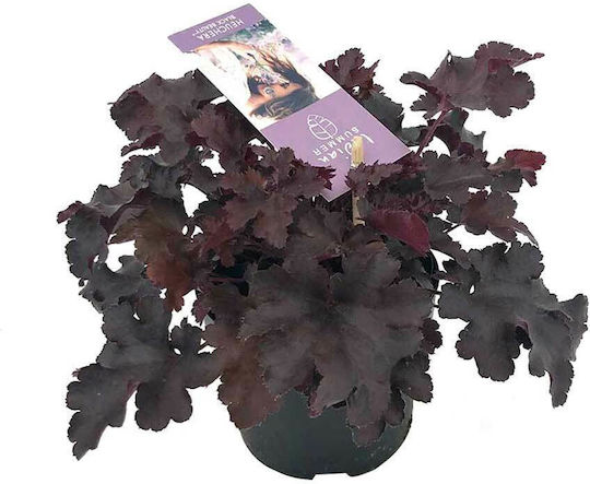 Heuchera 'Indian Summer Black' 12cm