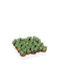 Green Leaf Kaktus
