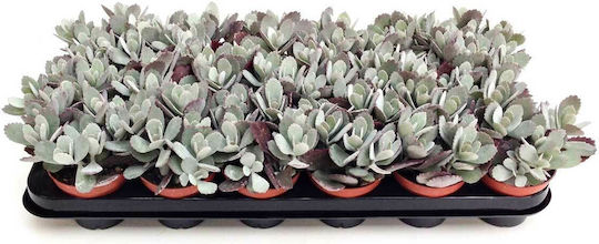 Kalanchoe Pumila 9cm