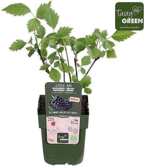 Rubus Navaho Summerlong Bio 13cm
