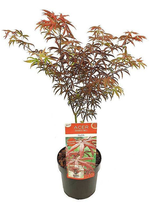 Acer 'starfish' 19cm