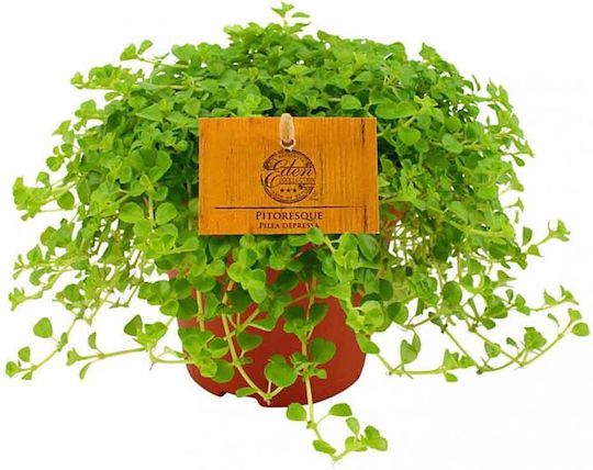 Pilea Depressa 10.5cm