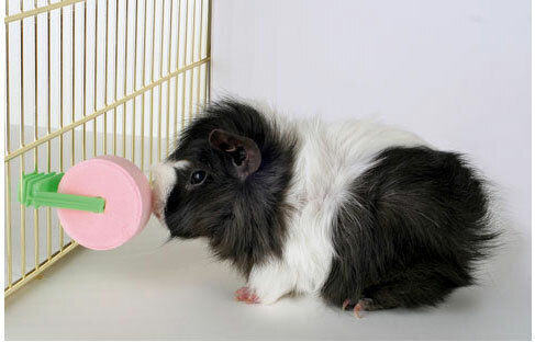 Kerbl Treat for Guinea Pig, Rabbit and Hamster 80gr