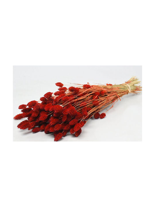 PHALARIS RED 70cm 0963505 | PACKAGES