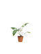 Philodendron 'white Princess' 12cm
