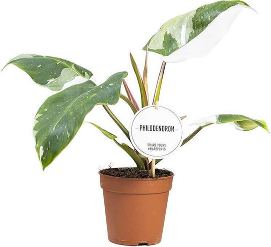 Philodendron 'weiße Prinzessin' 12cm