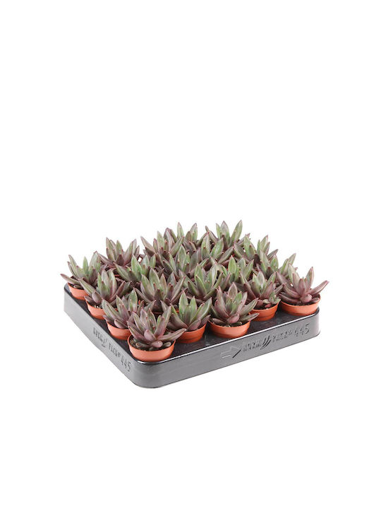 Echeveria 'izar' 5.5cm