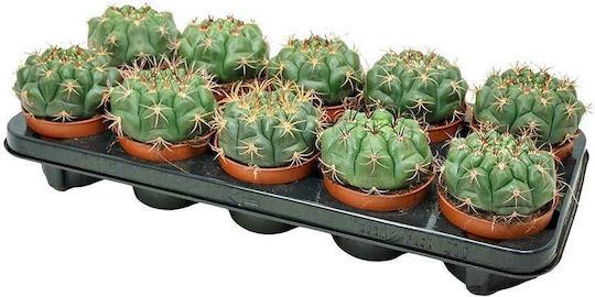 Gymnocalycium Saglionis 10.5cm