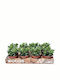 Crassula 'minova Magic' 12cm