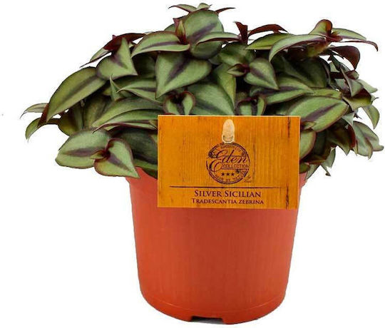 Tradescantia 'silver Sicilian' 10.5cm Tradescantia 'silver Sicilian' 10.5cm