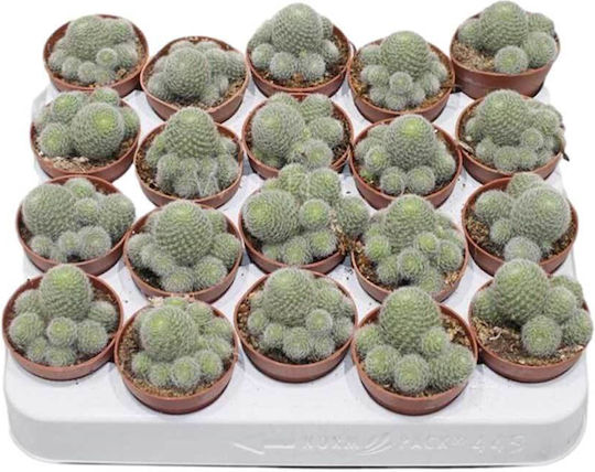 Rebutia Perplexa 5.5cm Rebutia Perplexa 5.5cm