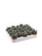 Adromischus Cristatus 5.5cm