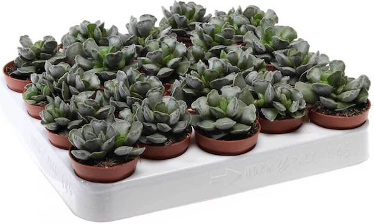 Adromischus Cristatus 5.5cm