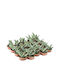 Gasteria 'little Warty' 5.5cm