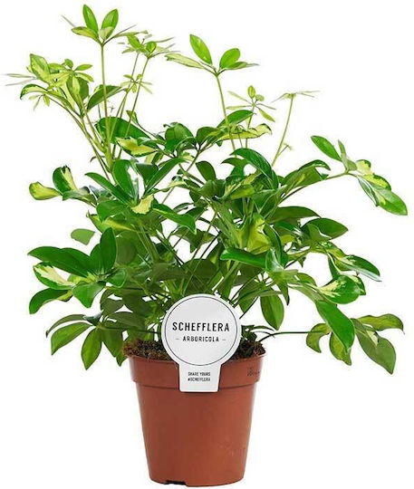 Schefflera 'gerda' Branched 13cm