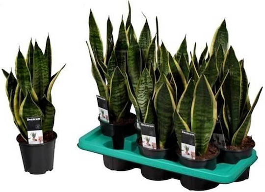 Sansevieria Tr 'futura Superba' 14cm