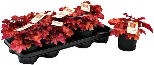 Heuchera 'boysenberry' 12cm