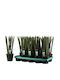 Sukkulente Zimmerpflanze Höhe 35cm SANSEVSTRAIGHT12