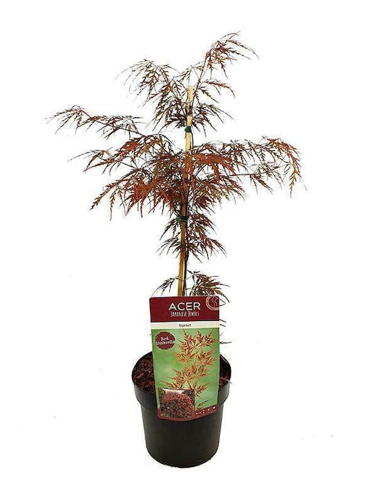 Acer 'garnet' 19cm