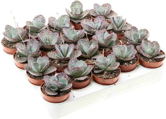 Kalanchoe Humilis 5.5cm
