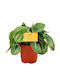 Green Leaf Succulent Indoor Height 20buc