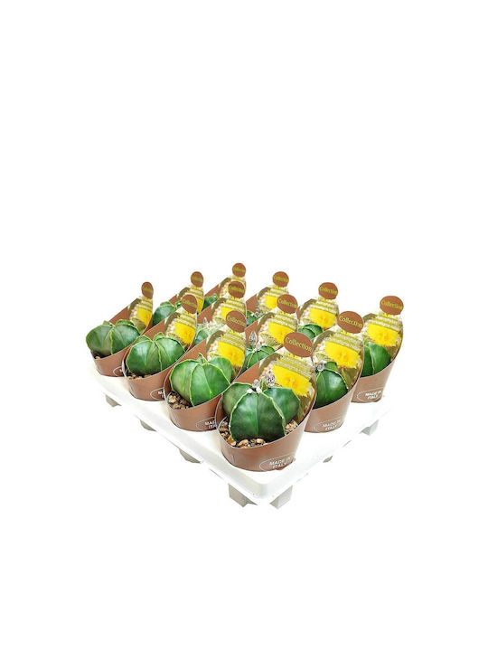 Astrophytum Nudum 6.5cm Astrophytum Nudum 6.5cm