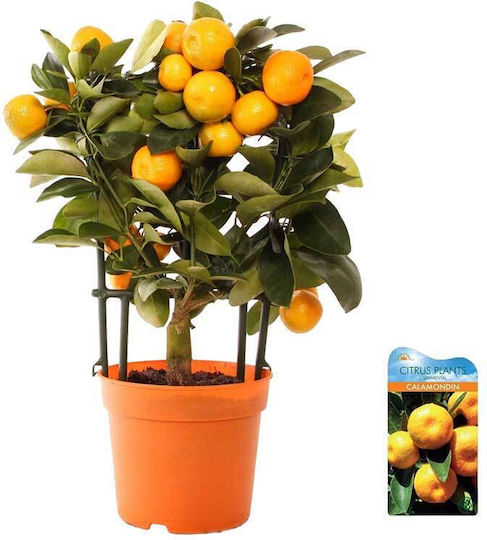 Citrus Calamondin 'oriana' 12cm