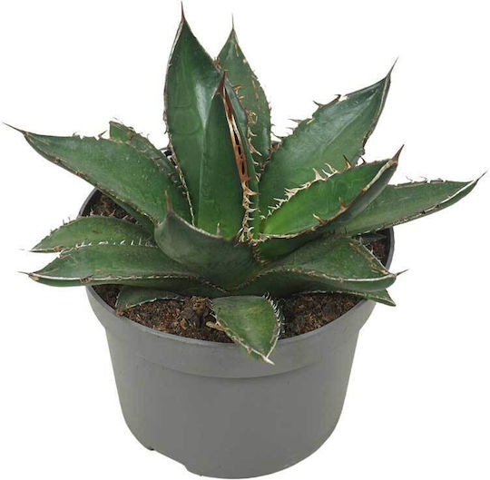 Agave Titanota 13cm