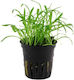 Tropica Brasiliensis Potted Lilaeopsis Live Aquarium Plant