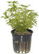 Tropica Limnophila Aquatica