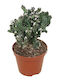 Monvilea Speg 'cristata' 8.5cm