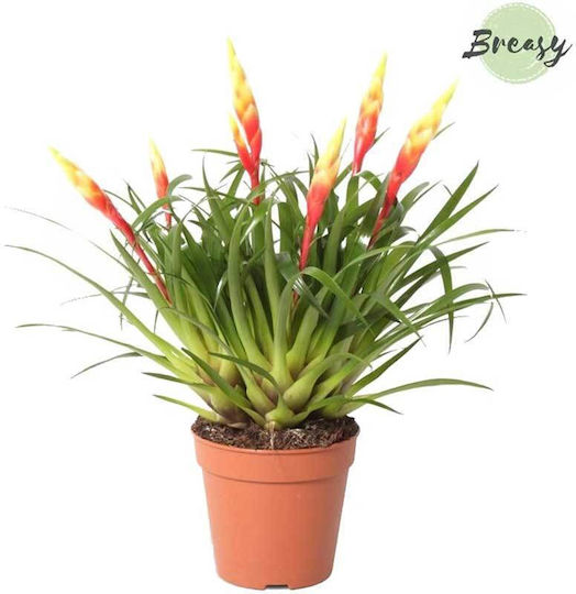 Vriesea 'shannon' 12cm