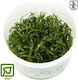 Tropica Lilaeopsis Brasiliensis 1-2-Grow!