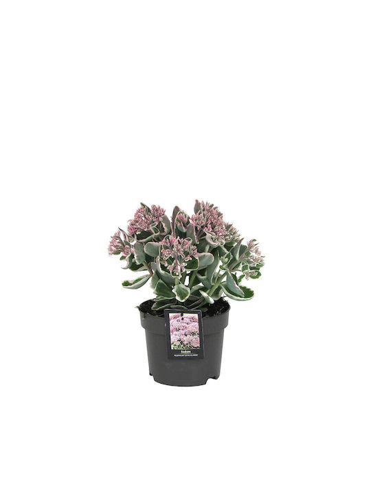 Sedum 'la Vie En Rose' 17cm