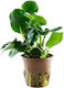 Tropica Tropica Anubias Βarteri Coin Leaf Lebende Aquarium Pflanze