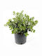 Metrosideros Excelsa 29cm