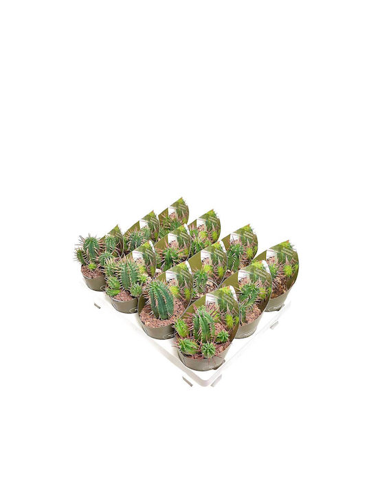 Euphorbia Inconstantia 6.5cm