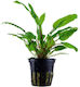 Tropica Cryptocoryne Wendtii Cryptocoryne Nevil...