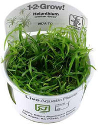 Tropica 1-2 Grow! Helanthium Tropica 1-2 Grow! Helanthium