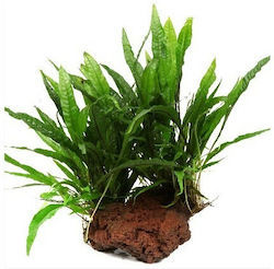 Tropica Pteropus Microsorum Live Aquarium Plant