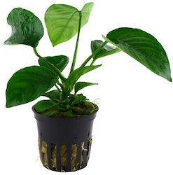 Tropica Potted Живо Аквариумно Растение Anubias barteri