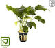 Tropica Barteri Potted Lebende Aquariumspflanze Anubias Βarteri